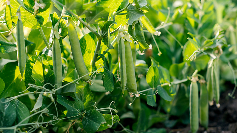 close-up of pea plants in garden