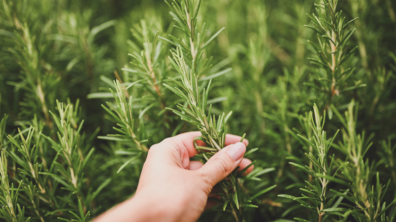 harvesting rosemary plants