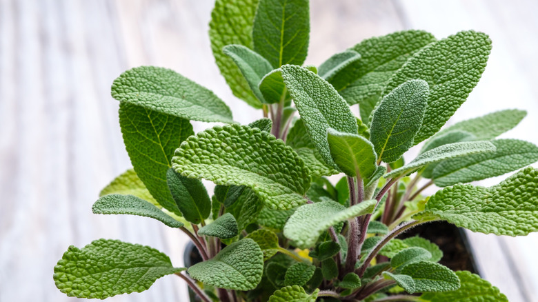 Close up of a pot of sage