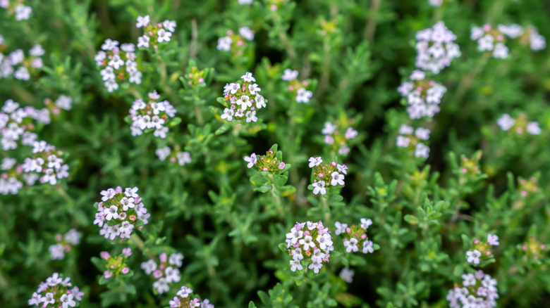 A close up shot of summer savory