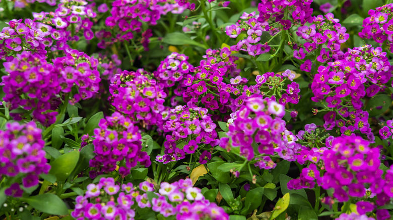 A patch of Sweet alyssum flowers