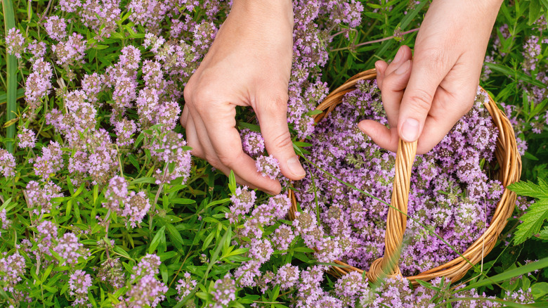 Person hand picking thyme