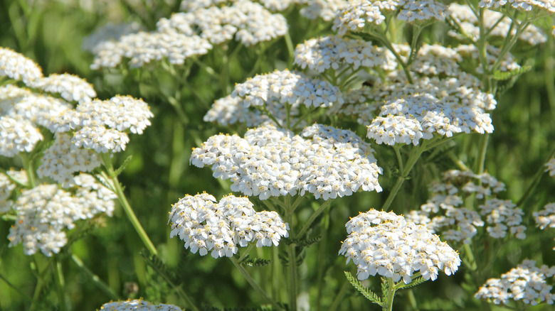 White yarrow in bloom