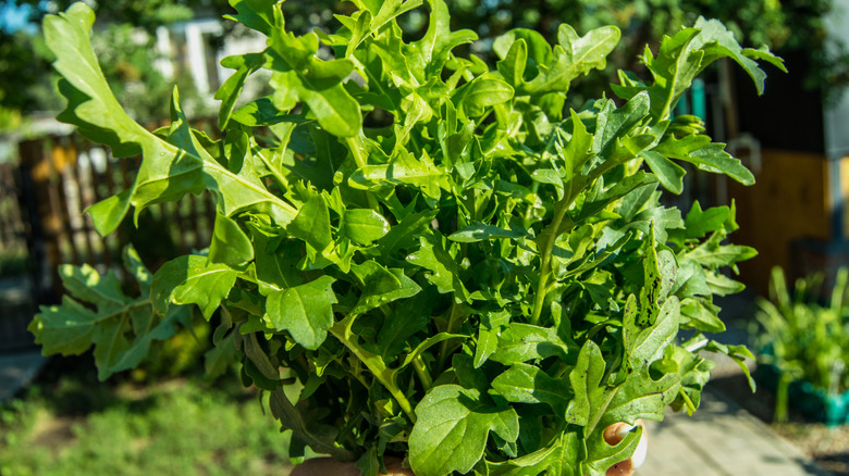 A handful of fresh arugula