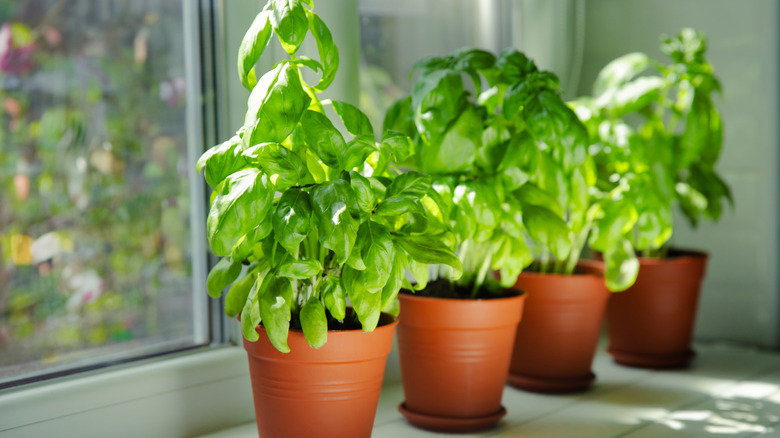 Pots of basil in a windowsill.