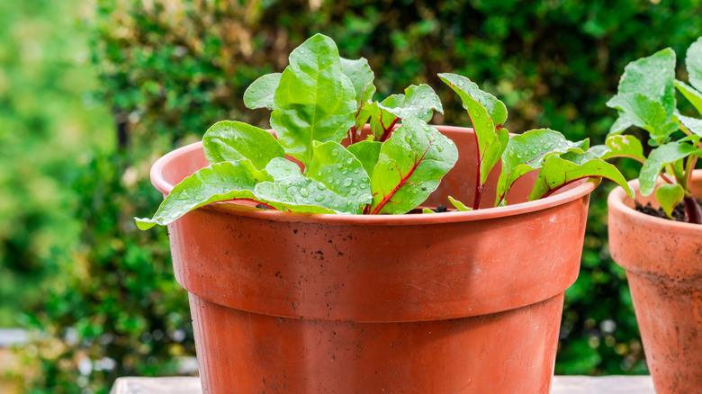 A young beet plant growing in a pot.