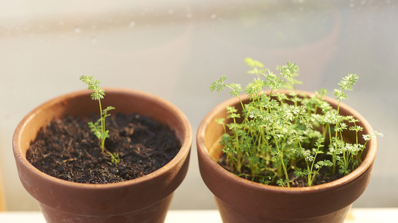 Young carrot plants in small pots.