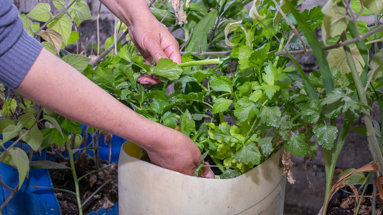 A gardener harvesting a pot of celery in an urban garden,