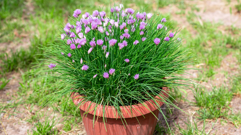 A flowering chive plant in a medium pot.
