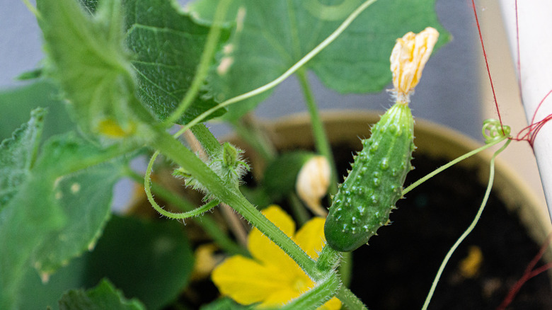 A baby cucumber growing in a pot.
