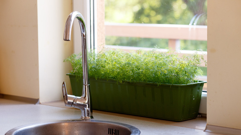 Dill growing in a windowsill