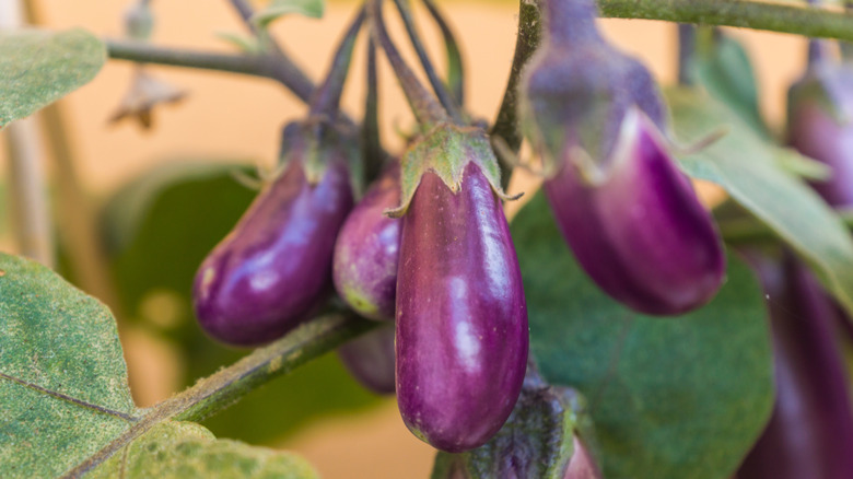 Young eggplants growing from a vine.