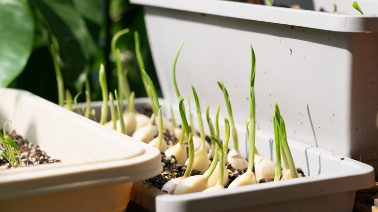 Garlic plants growing in a planter