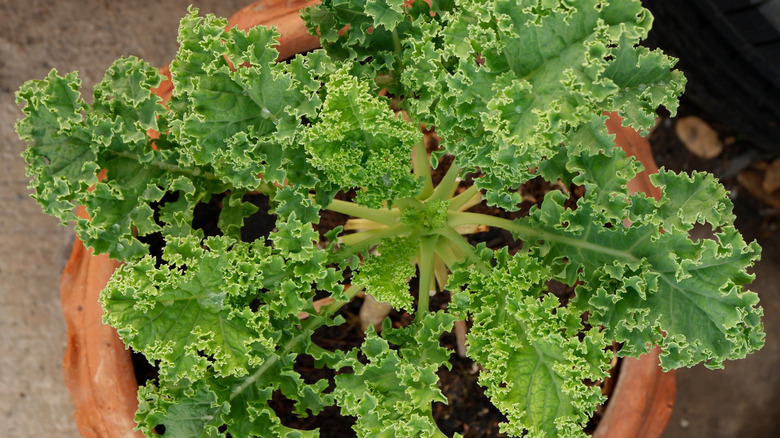 A kale plant growing in a pot