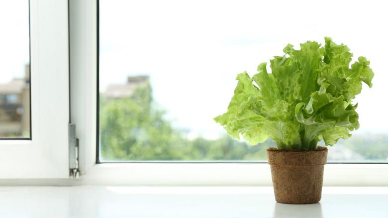 Lettuce growing in a pot on a windowsill.