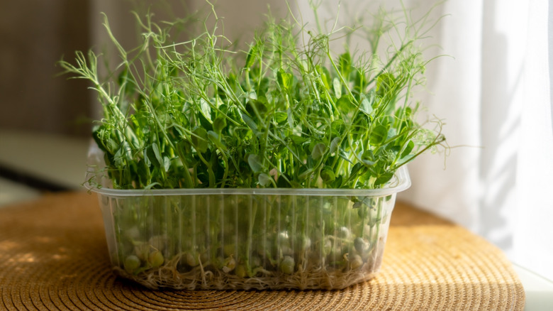 Pea microgreens growing in a sunny window