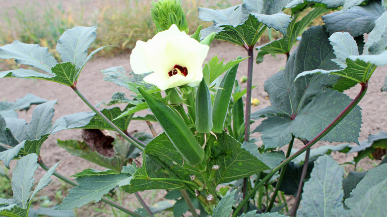 A small flowering okra plant.