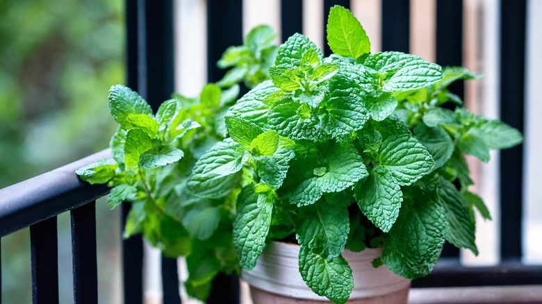 A potted mint plant on a balcony.