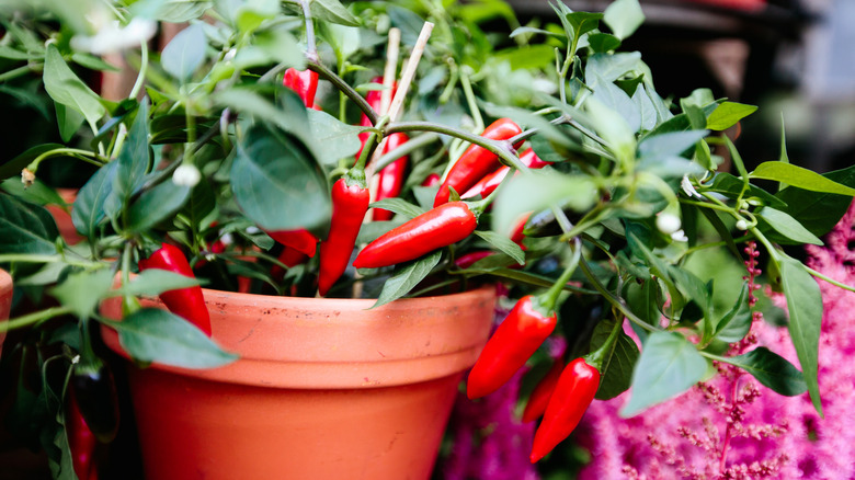 Red peppers growing on a potted plant.