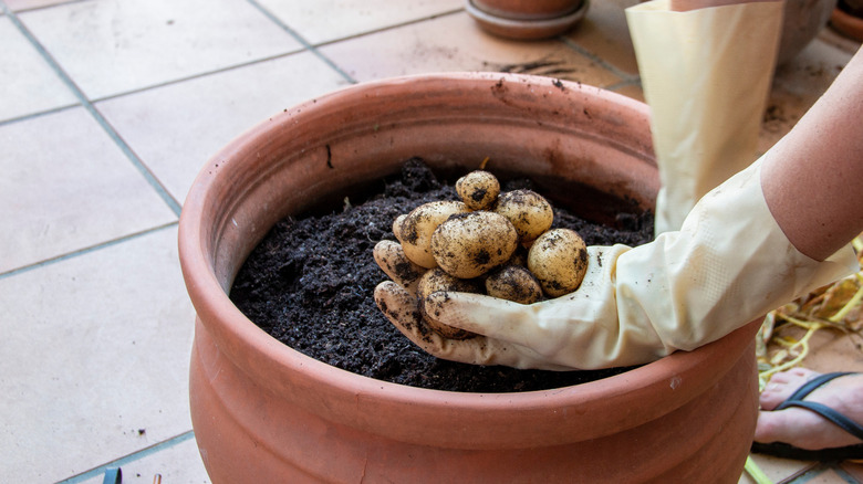 A gardener harvesting baby potatoes from a pot with gloves,