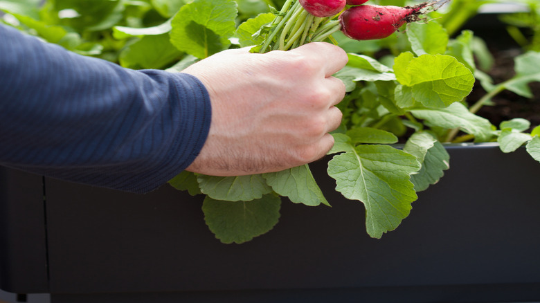 A gardener picking radishes from a small planter.