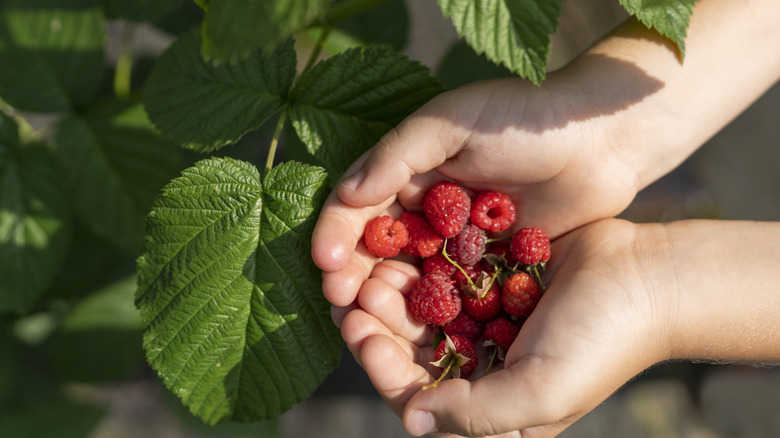 A gardener holding a handful of raspberries.