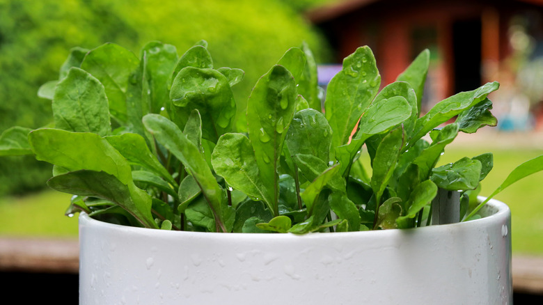A young spinach plant in a pot.
