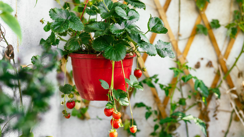 A strawberry plant growing in a red hanging pot.