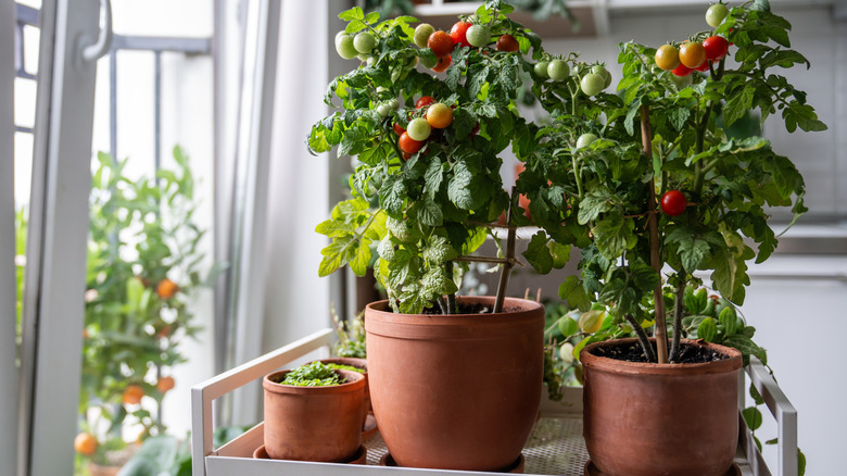 Two potted cherry tomato plants growing in a kitchen