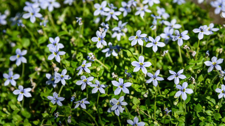The small blue flowers of blue star creeper close up