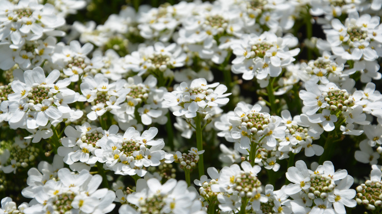 Small white candytuft flowers in full bloom