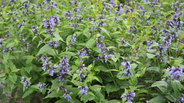 Catmint with small purple flowers in bloom