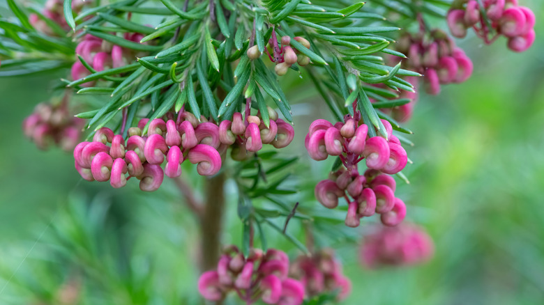 Coastal Gem with small pink flowers and thin spiky leaves