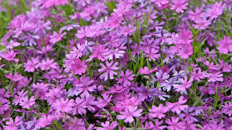 Purple creeping phlox blooming in a meadow