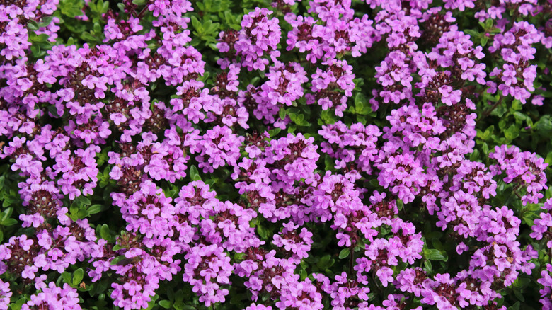 Pink and purple creeping thyme in bloom
