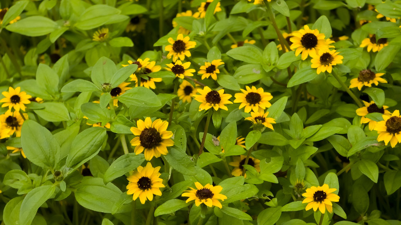 Small yellow flowers with brown centers on a creeping zinnia plant