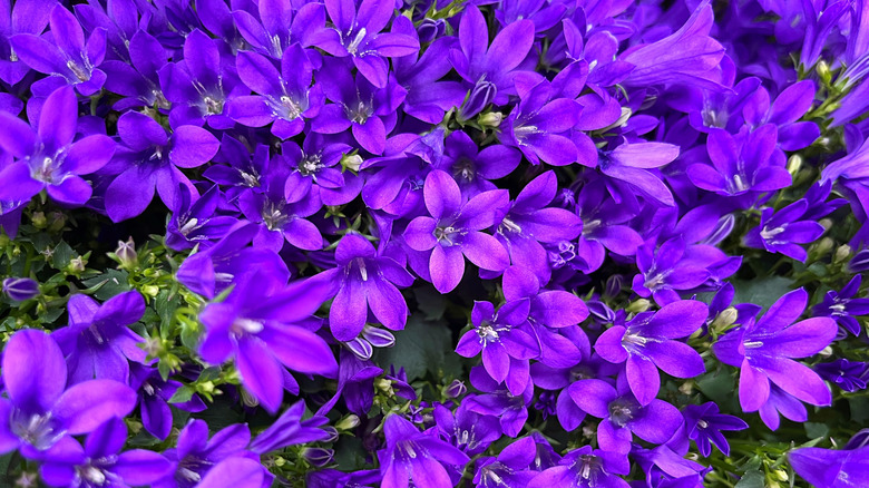 Close up of dalmatian bellflower with bright purple flowers