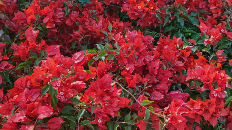 Close up of dwarf bougainvillea with bright red flowers