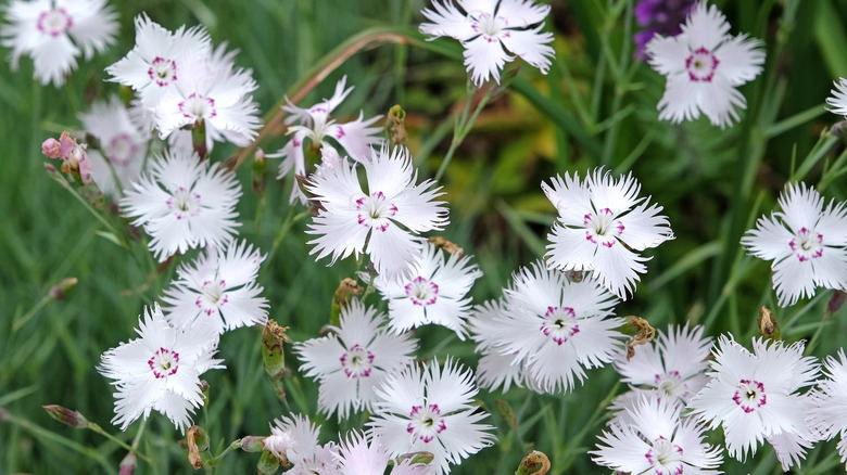 Close up of white and purple garden pinks with spiky white petals