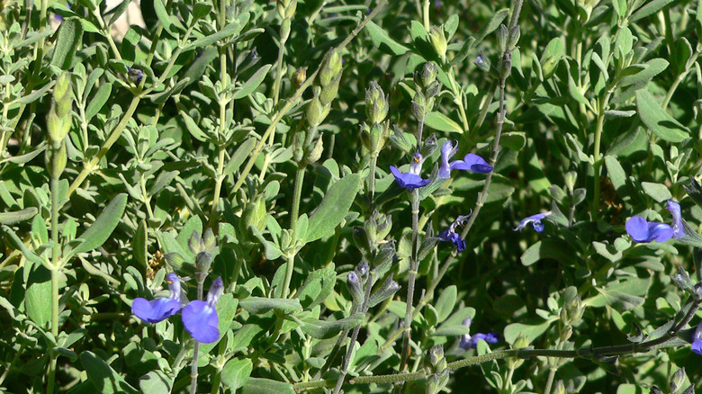 Germander sage with small blue flowers