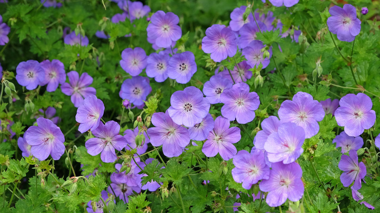 Purple hardy geraniums with rounded petals blooming