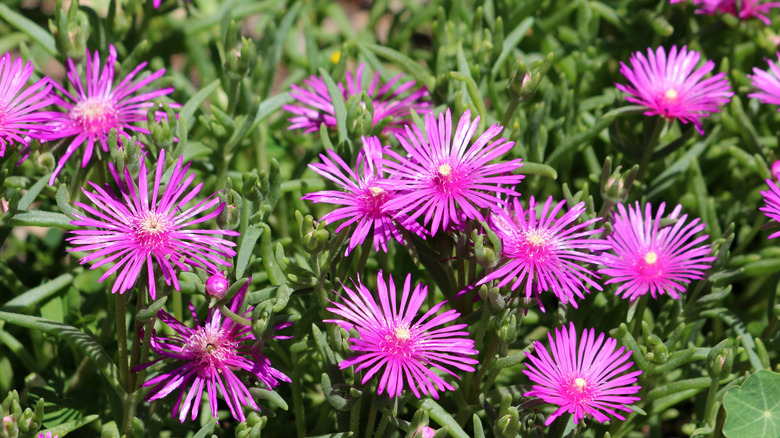 Purple hardy ice plant with spiky petals in bloom