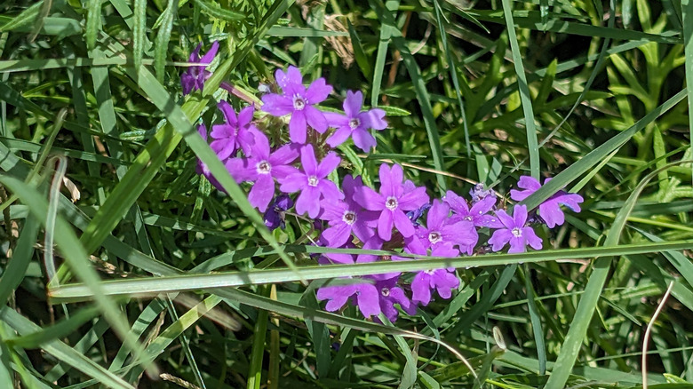 Close up of purple flowering moss verbena