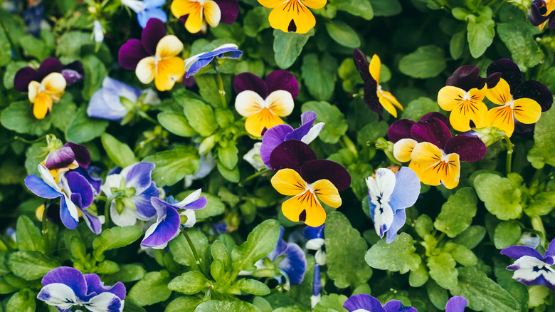 Pansies in bloom in colors of yellow, blue, and purple