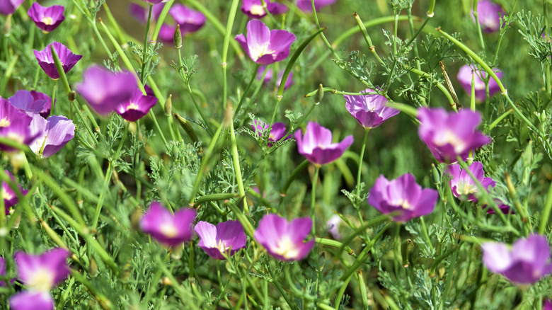 Blooming poppy mallow with pink, cup-shaped flowers
