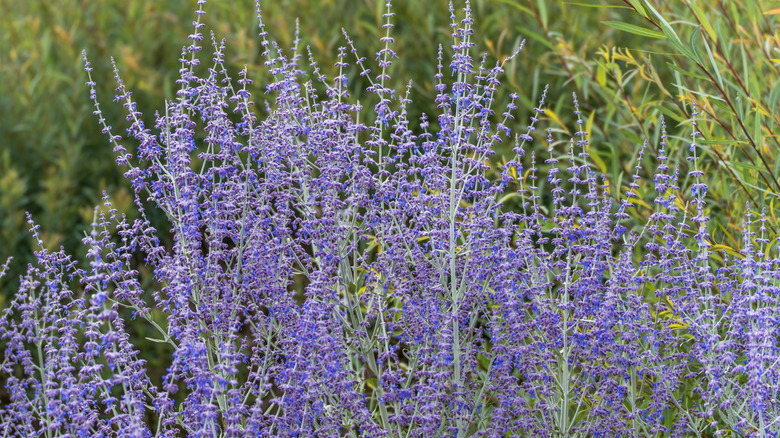 Russian sage with purple flowers blooming outdoors