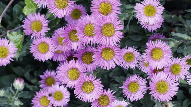 Close up of seaside daisy blooms with thin purple petals and yellow centers