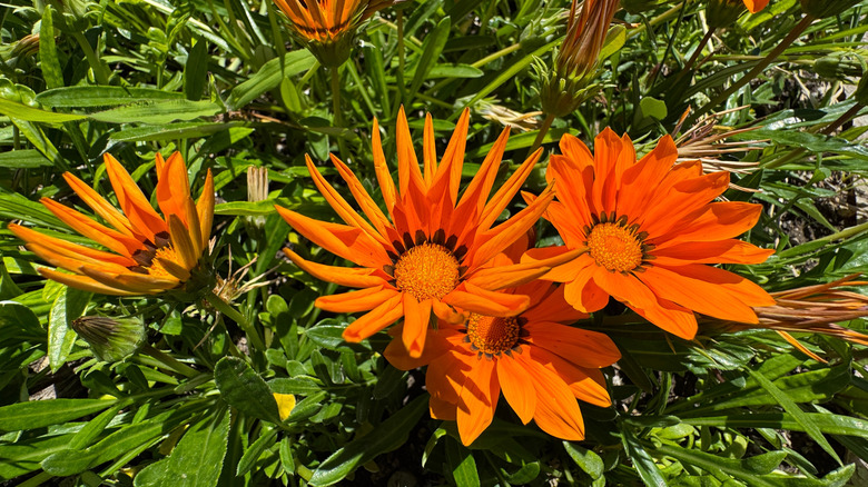 Bright orange trailing gazania in bloom