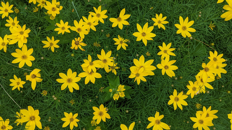 Whorled tickseed with yellow blooms in a patch of garden