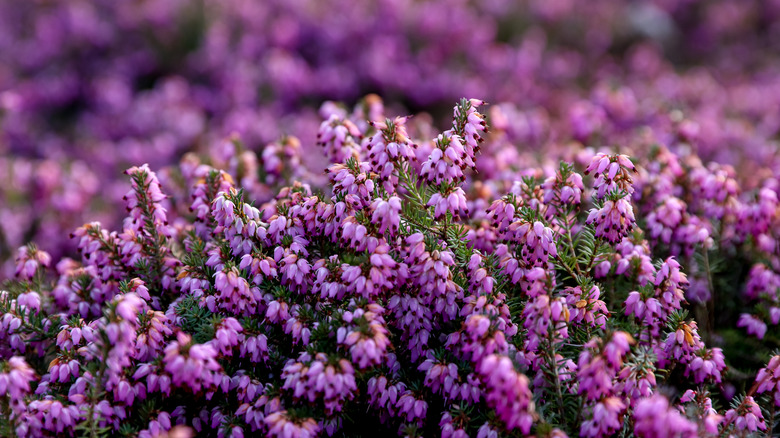 Winter heath with multiple purple blooms